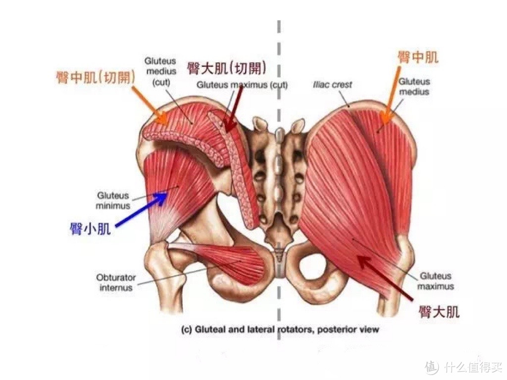 翘臀不粗腿，顺道减减重，练臀的保姆级教程来啦！跟练一个月椭圆仪给你想不到的惊喜～