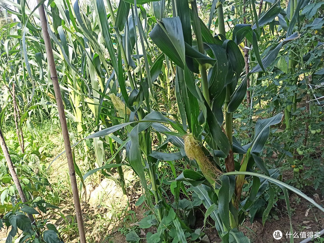 露营不一定硬要帐篷，乡村露营小众好物分享，记一次轻装简行的乡村露营。