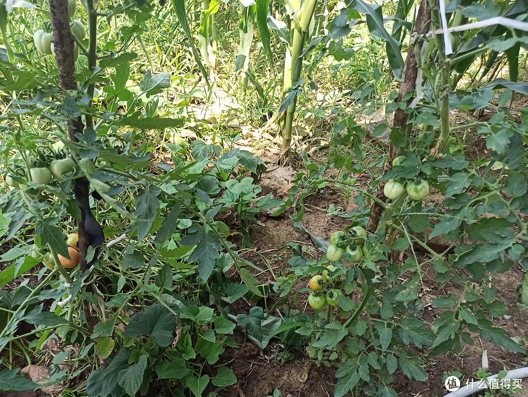 露营不一定硬要帐篷，乡村露营小众好物分享，记一次轻装简行的乡村露营。