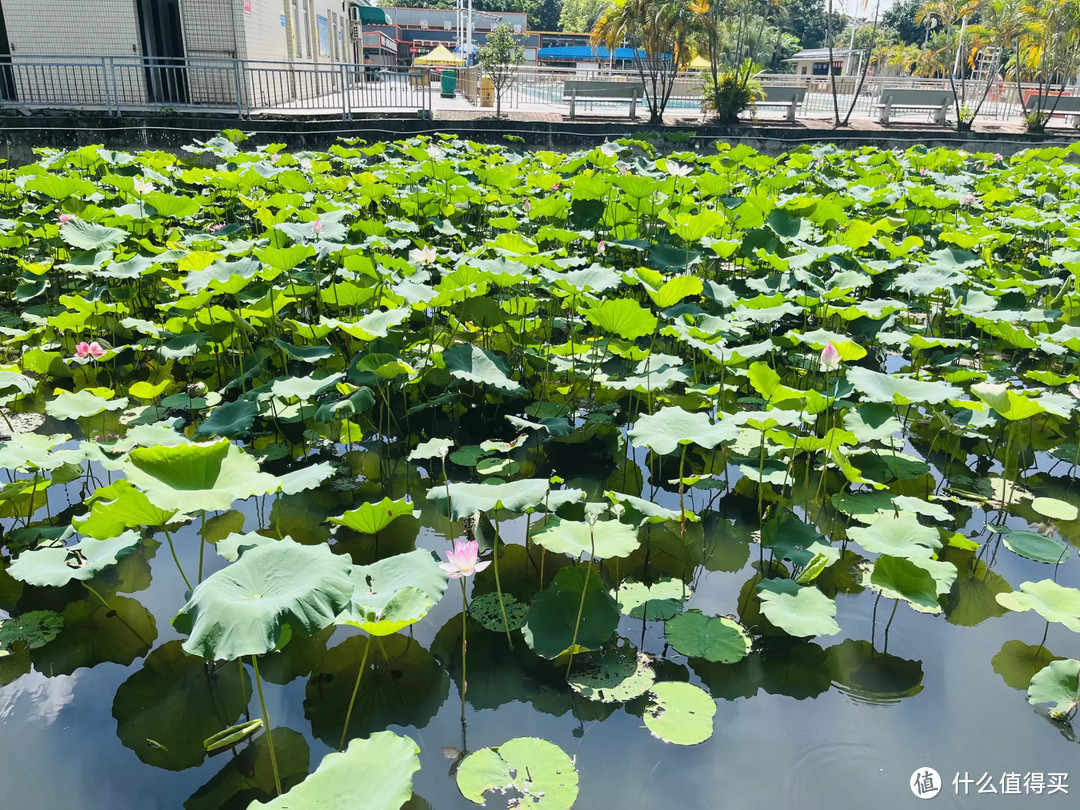 探寻粤菜：沿着“寻味顺德”脚步去德云居