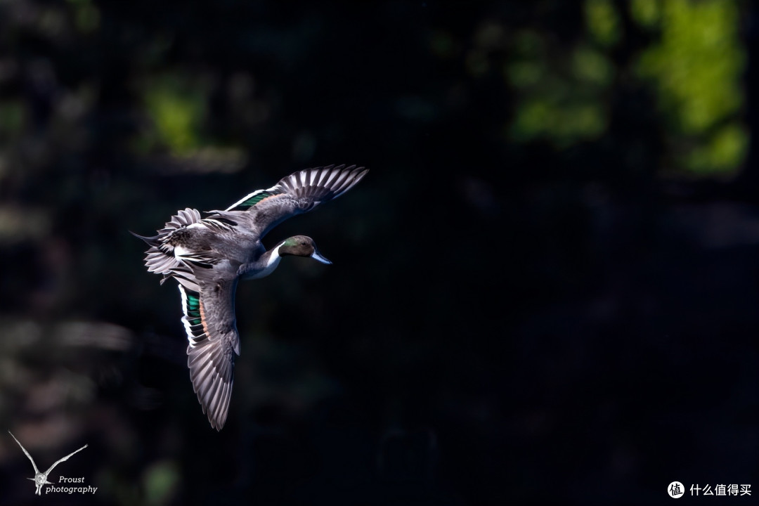 针尾鸭EOS R5+EF 600mm f/4L IS III USM+1.4XF5.6 ,1/2000 ,iso500