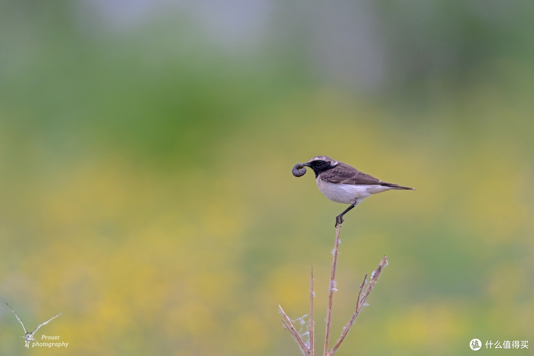 白顶䳭EOS R5+EF 600mm f/4L IS III USM+1.4XF5.6 ,1/640 ,iso800