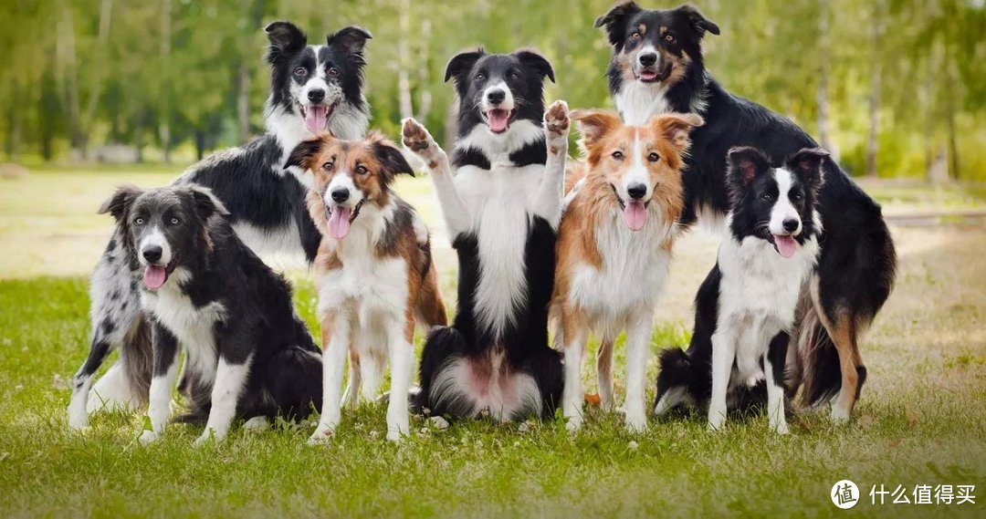 被迫长跑的边境牧羊犬——奥莉