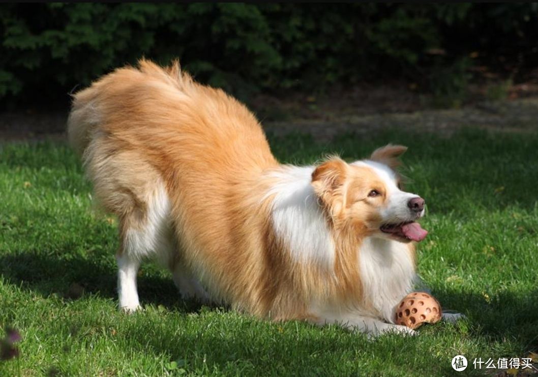 被迫长跑的边境牧羊犬——奥莉