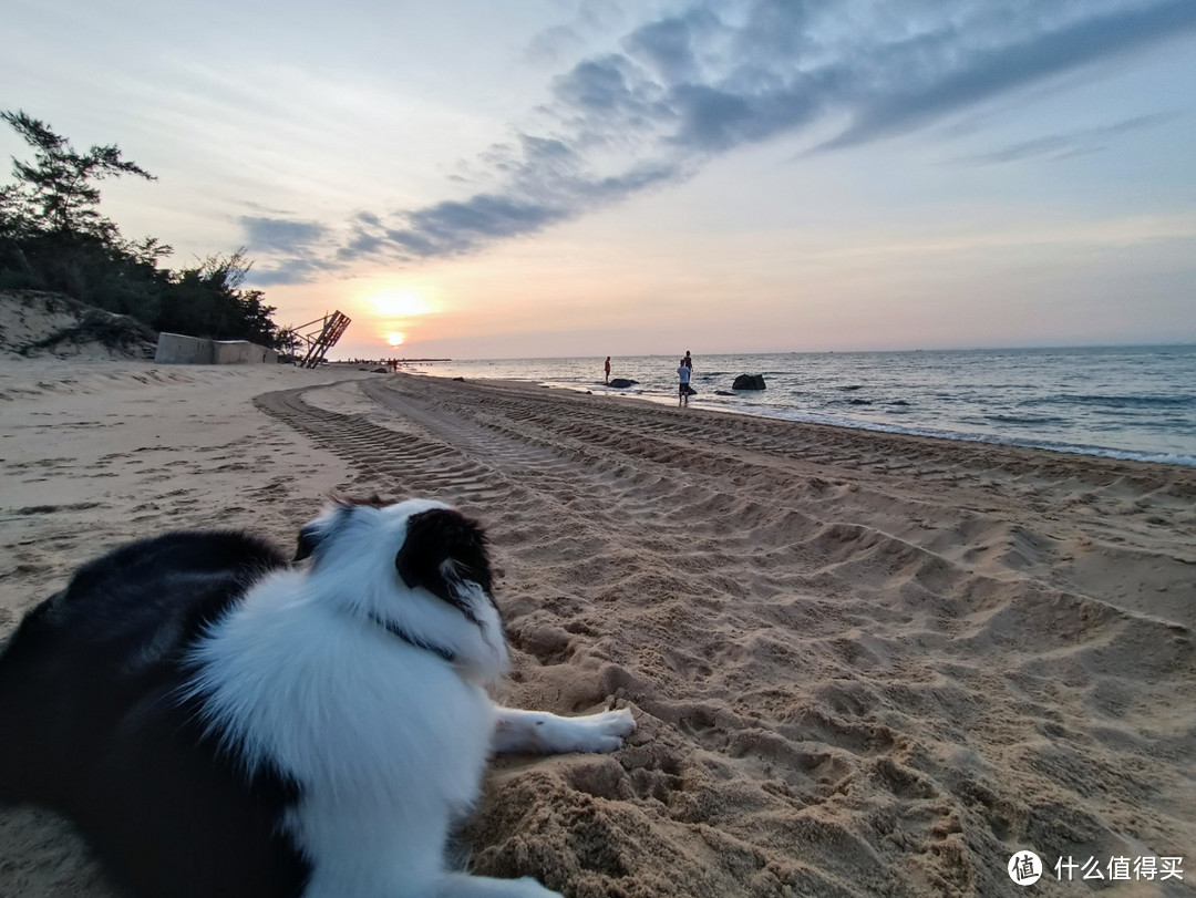 被迫长跑的边境牧羊犬——奥莉