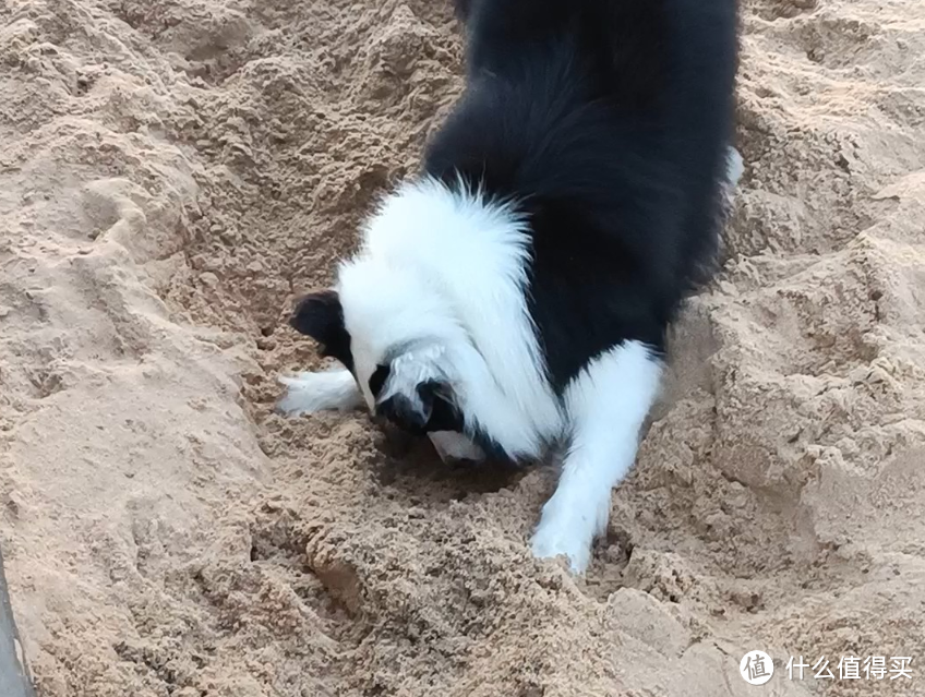 被迫长跑的边境牧羊犬——奥莉