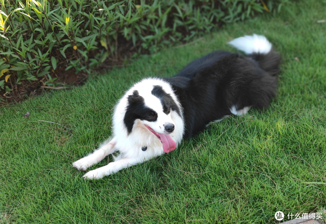 被迫长跑的边境牧羊犬——奥莉