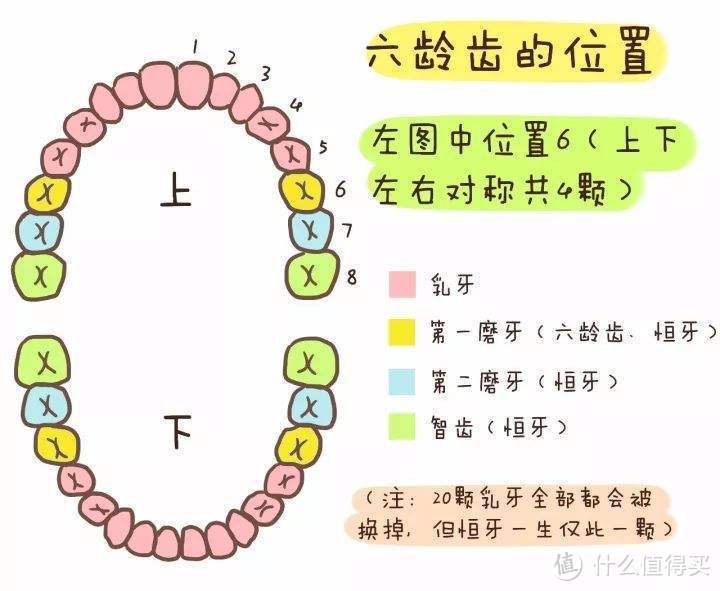 从乳牙到恒牙，一文说清宝宝牙齿常见的几大问题