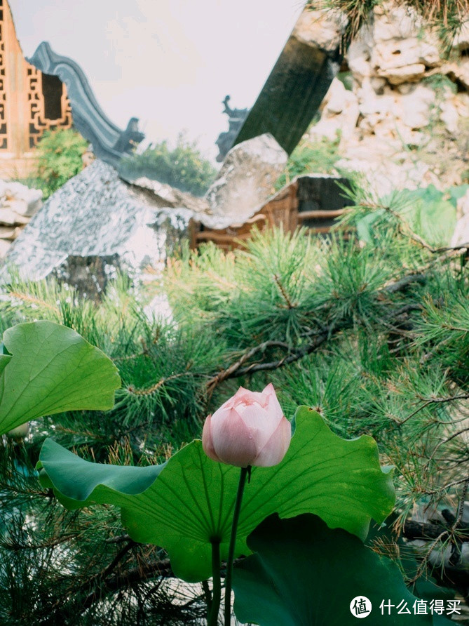 北京小众玩法 | 几十块入手江南园林的夏日晴天