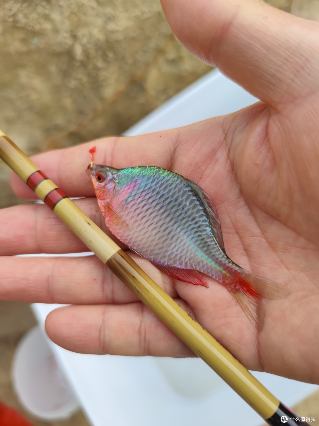 3000字长文,建议收藏,钓鱼佬猫2尝试用一篇文章聊透小物漂