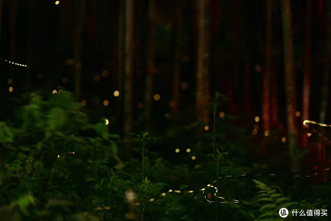 星星之火，摄于云栖竹径 | 7月3日