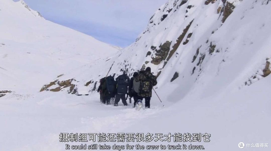 一共三集,这部正宗的猫片太可爱了