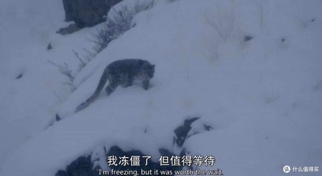 一共三集,这部正宗的猫片太可爱了