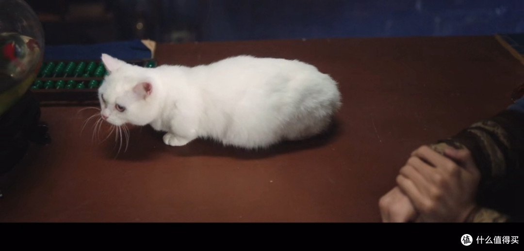 猫妖小七和道士啸天的贩卖法术杂货铺,一起积善做好事,爆笑又温馨的经营日常!