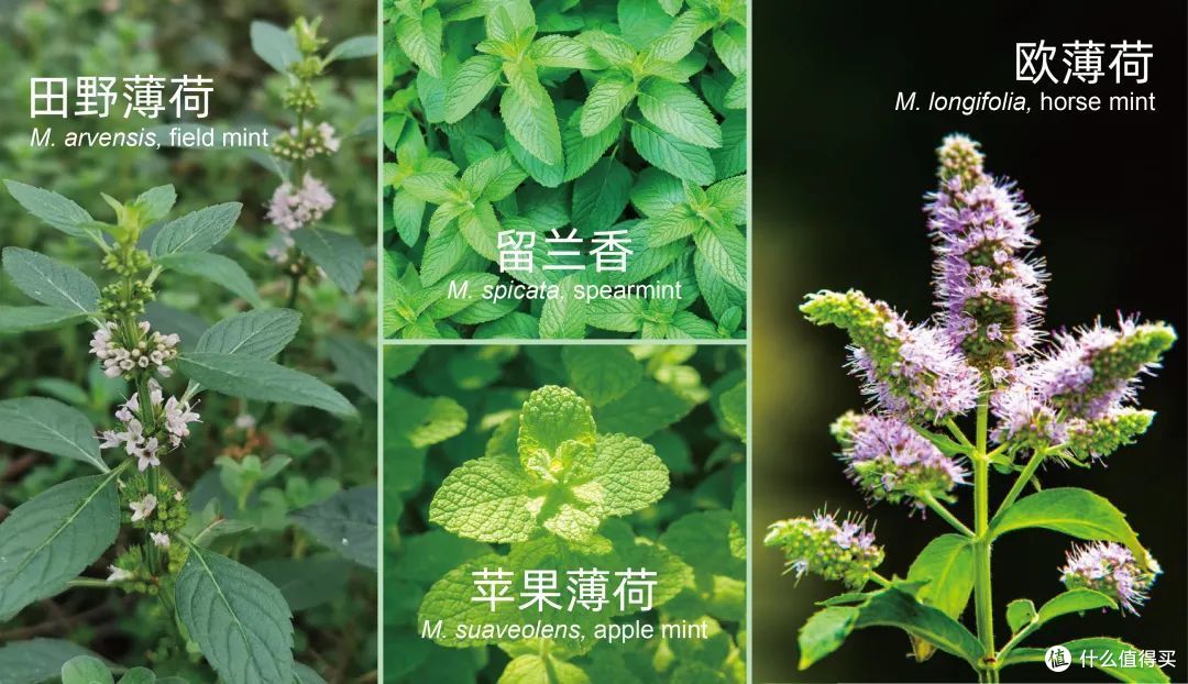 因其薄荷脑含量相对较高,胡椒薄荷与其他薄荷家族成员相比香味更浓郁