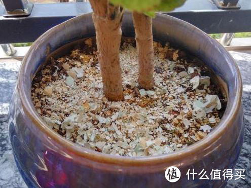 厨房这1“物”，别扔，拿来垫花盆里，疏松营养多，养啥都壮