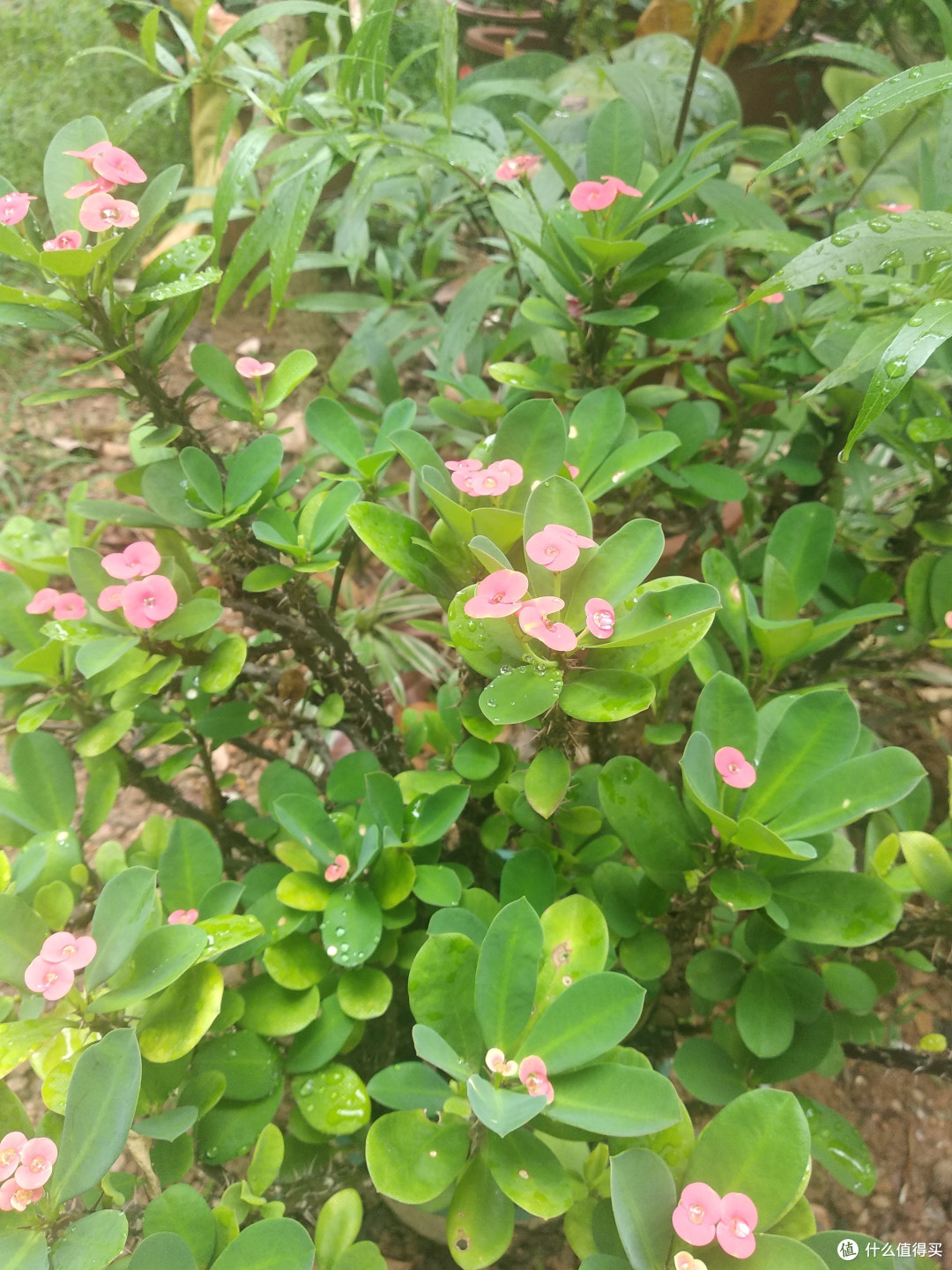 虎刺梅有大花盆中和小花盆中,我这个是小花的