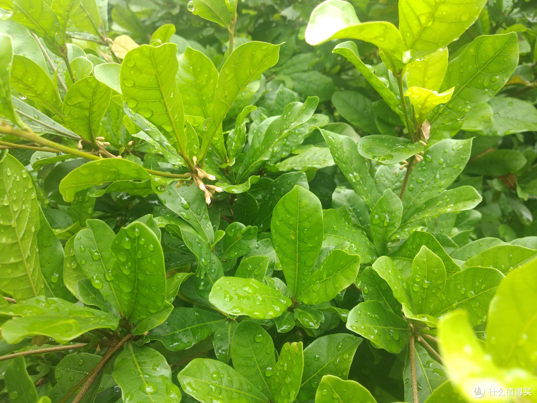 神秘果花儿