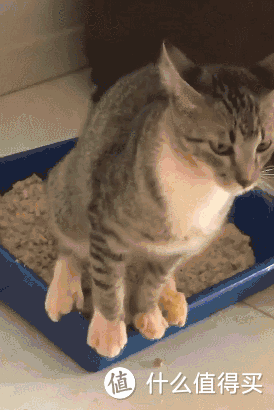 什么！猫粮居然不是养猫无底洞，版本答案居然是它——猫砂！！