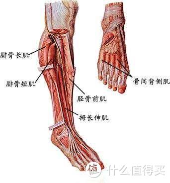 筋长一寸寿长十年，30个全身深度拉筋动作，越拉越年轻