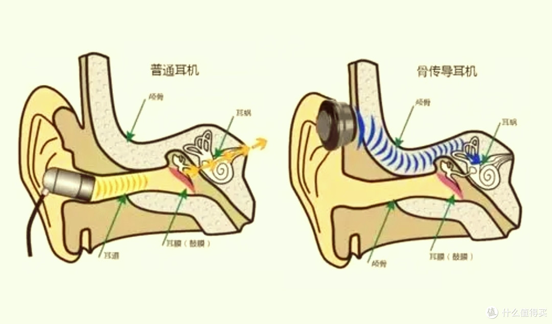 专注热爱,享受运动—用竹林鸟花鼓骨传导耳机听大自然的声音