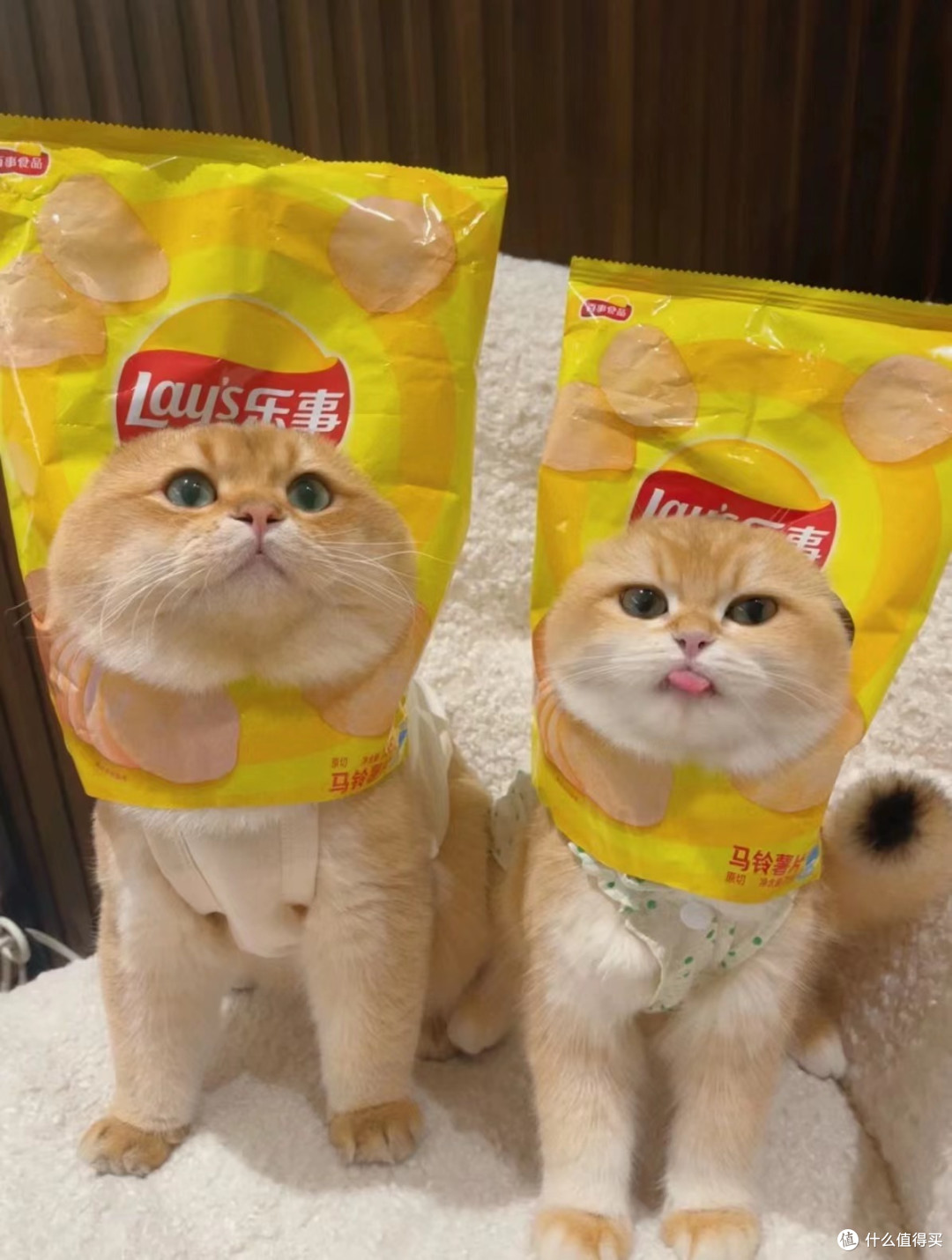 猫粮、狗粮知多少?快掌握这些,瞬间升级plus版