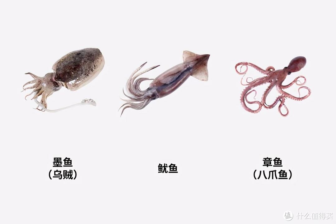 食物碎片：海绵宝宝中的章鱼哥真的是章鱼吗！鱿鱼墨鱼章鱼还傻傻分不清楚？附挑选指南~