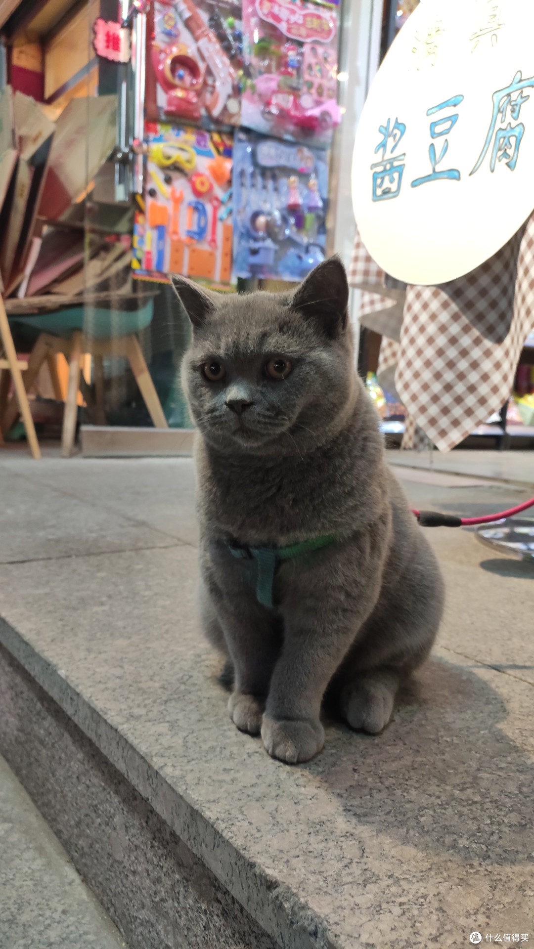 好爱我的猫🐱秋日心得分享