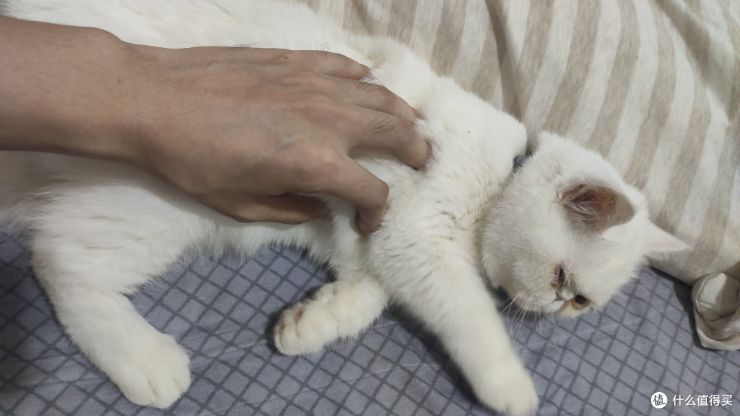 好爱我的猫🐱秋日心得分享