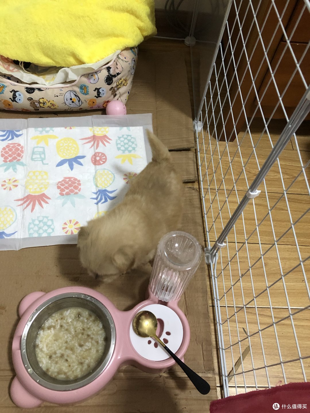 粥泡狗粮,这时候真的好小