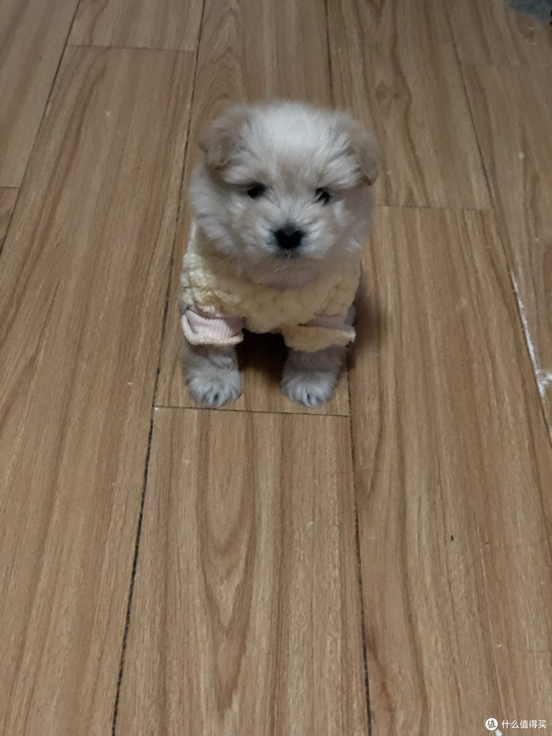 第一件小衣服,有点大了,已经是最小码