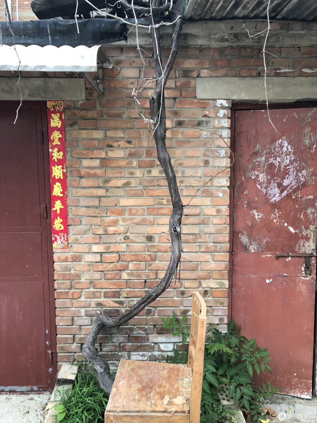 哪怕是根仙藤,你也得让位置