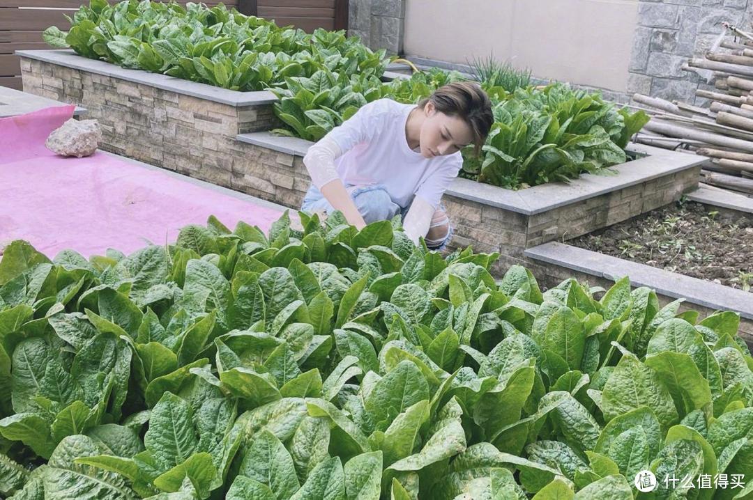 张馨予的院子有多高级：满院子都是花海、果树、蔬菜，太羡慕了