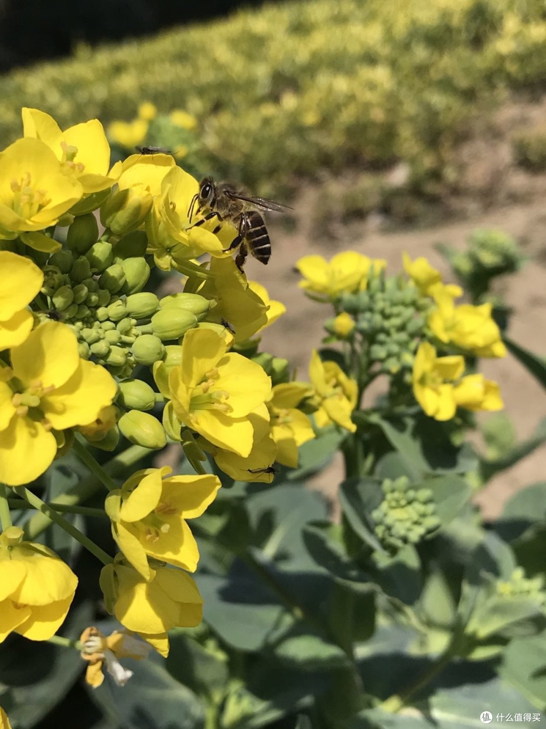西瓜花采蜜没拍到,就无意间抓拍了张蜜蜂在采菜花蜜