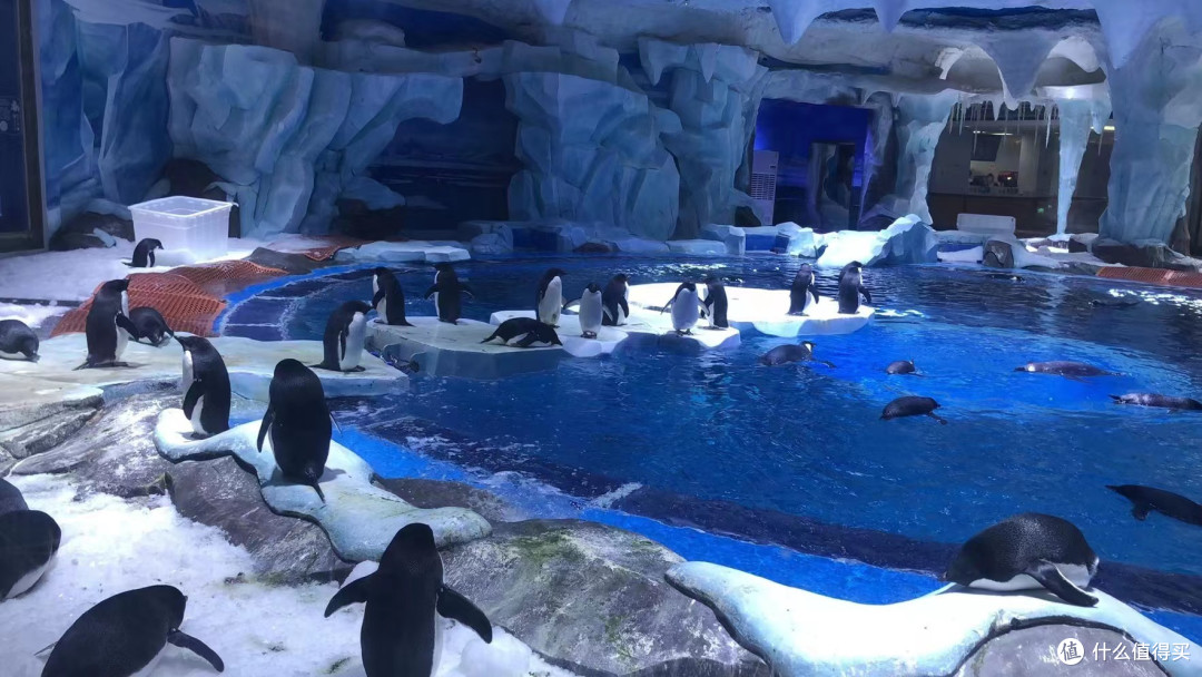 海上公园 篇二十六:南极企鹅馆/海昌海洋公园第1站/为什么叫企鹅?是鸟