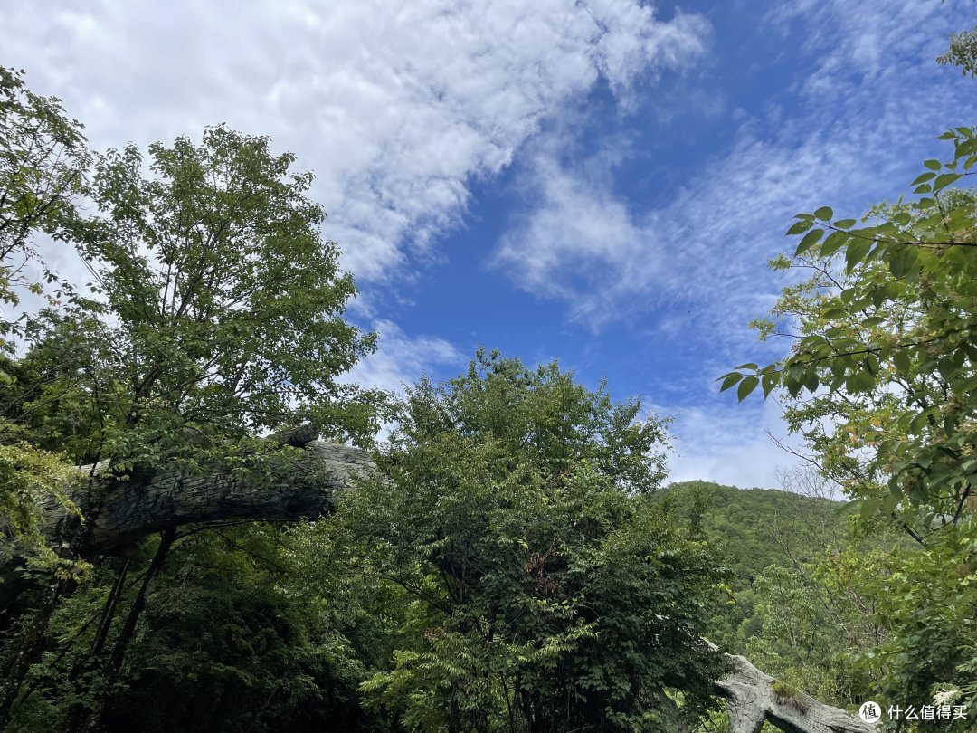 景区给野生动物准备的通道