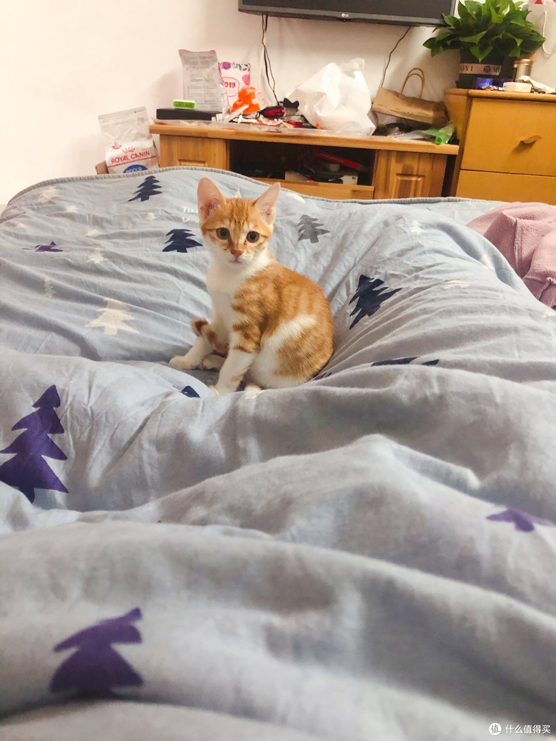 洗干净养了一个月后才有点猫样了