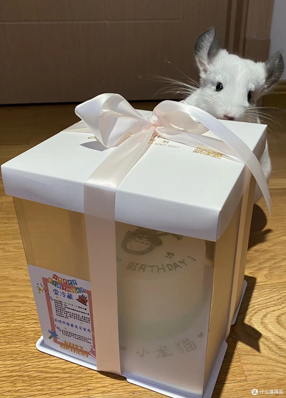 一岁了,来张靓照,龙猫豆豆一岁啦