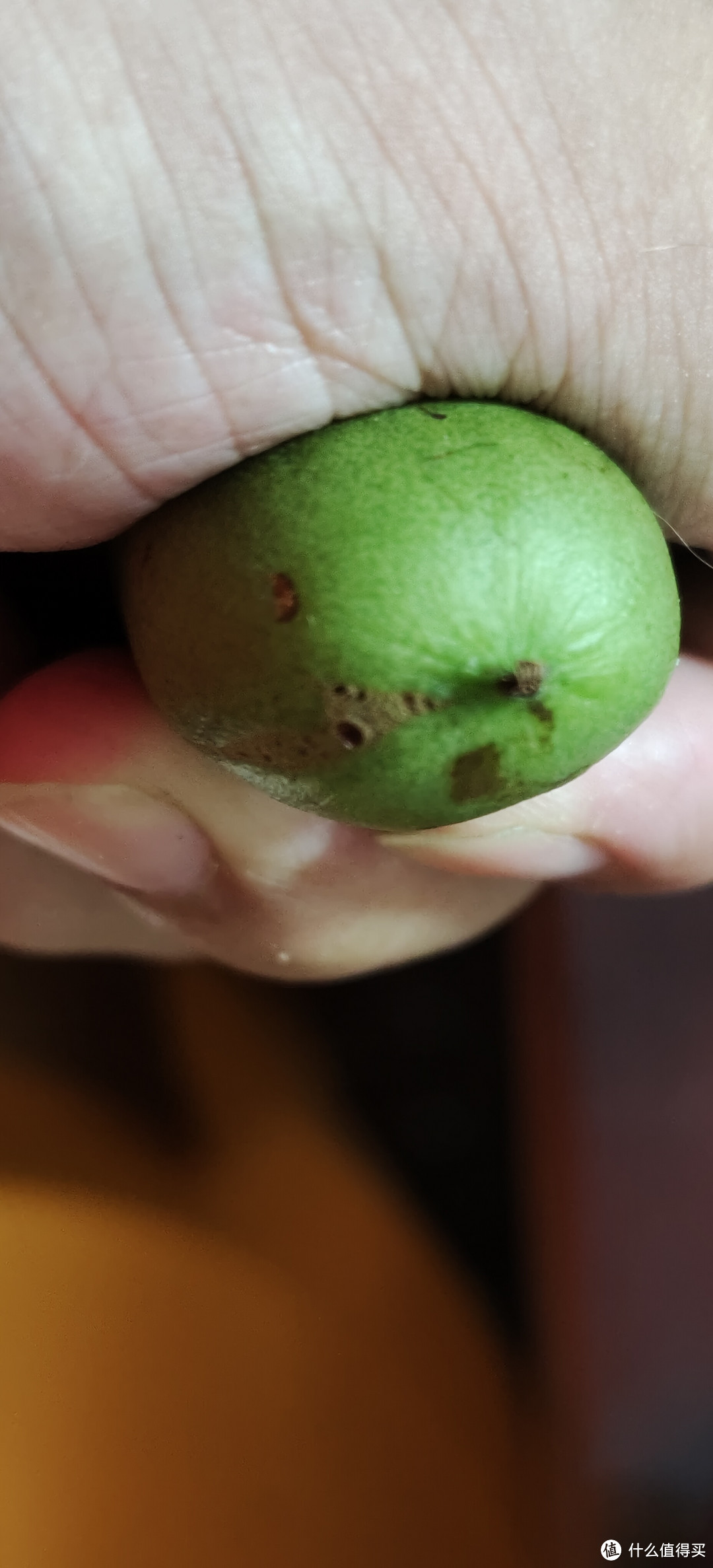 萌plus美味！拇指小的猕猴桃🥝这是小苹果还是小黄瓜？丹东软枣 猕猴桃 东北绿心软枣 奇异莓 野生鲜果