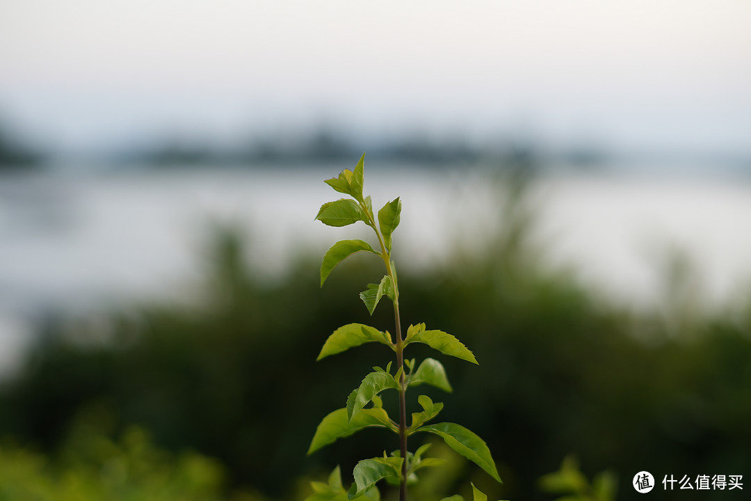 我买过最划算的大光圈E卡口手动镜头，仅需400元的二手50mm F1.2