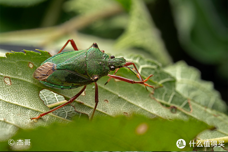 老蛙正式发布58mm F2.8 2X 全画幅微距镜头