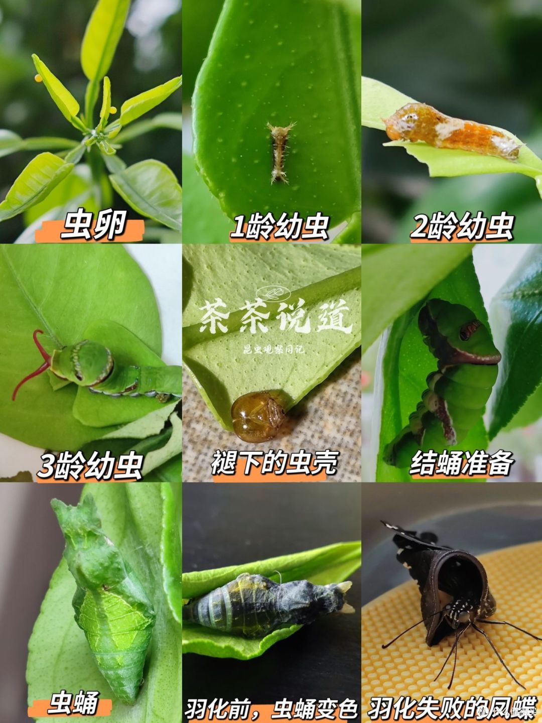 孩子爱读书,却不爱写读书笔记,怎么办?可以试试这3个方法!