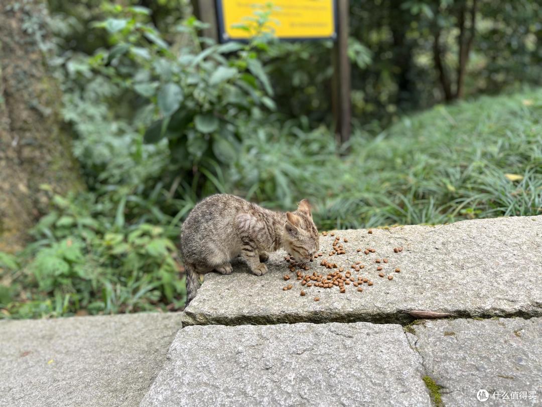 普陀山→观音法界 舟山二日自驾攻略