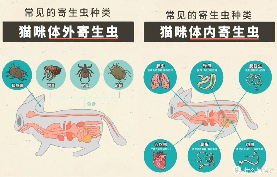 养猫必看|新手铲屎官必备驱虫攻略【纯干货】