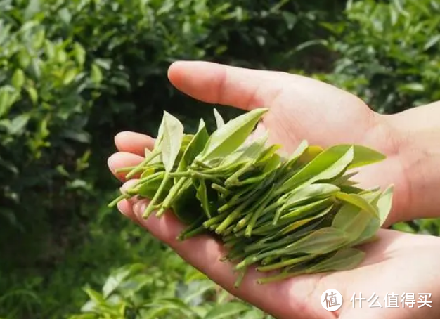 3000元一斤的茶，比10元的茶营养更丰富？怎样挑选口粮茶？