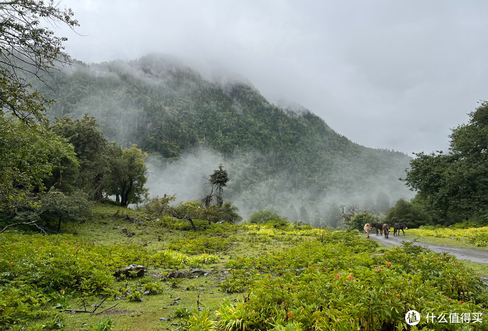 迪庆雨崩登山，香格里拉徒步，丽江古城摆烂：一份强有力的实战攻略