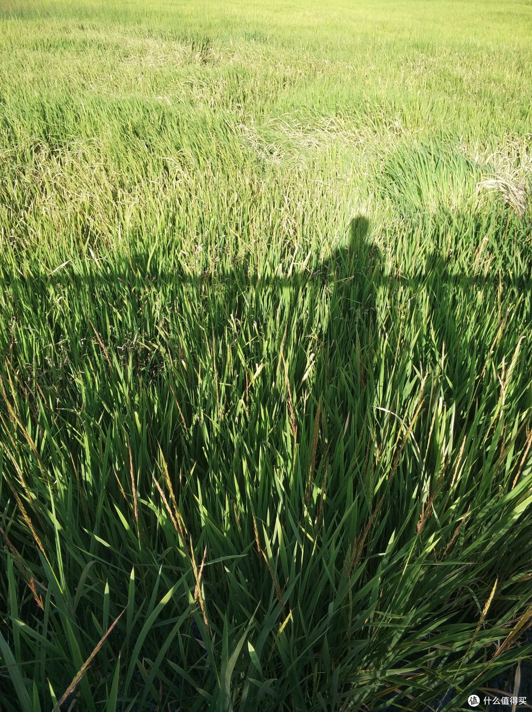草海