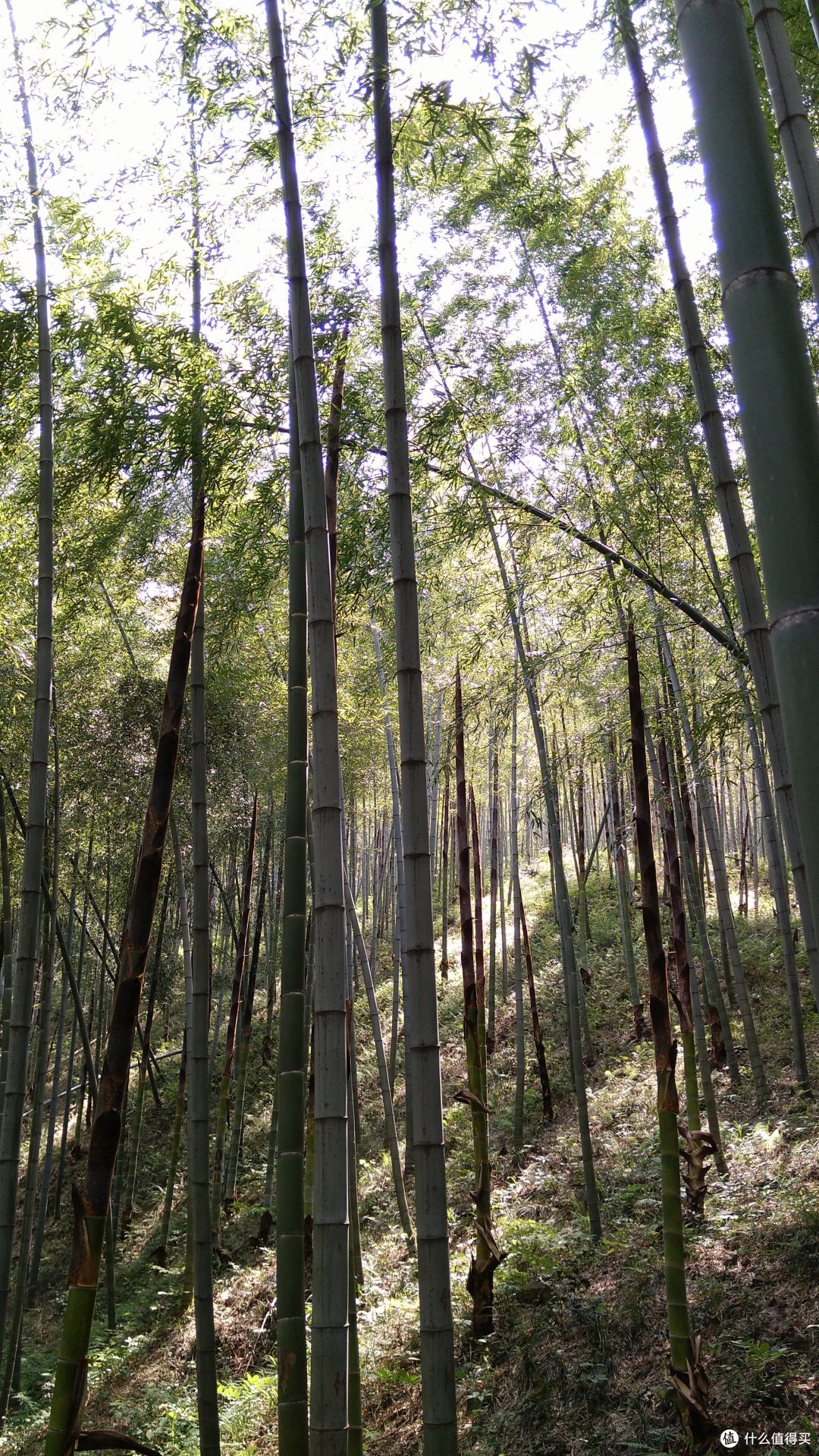 宜兴竹海打卡一日游。