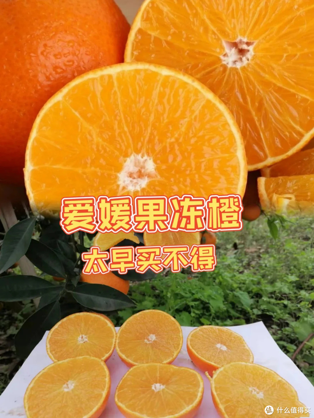 今年千万别太早买爱媛果冻橙