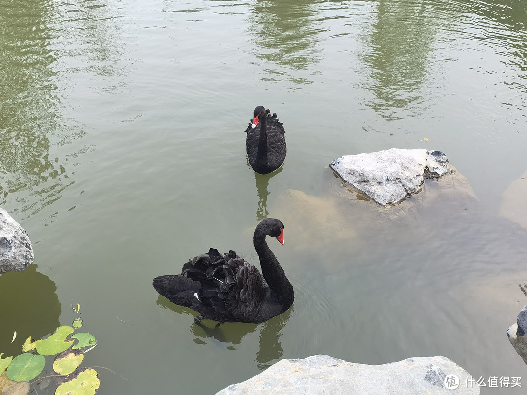 湖子里有两只黑天鹅，不过领地意识比较的强